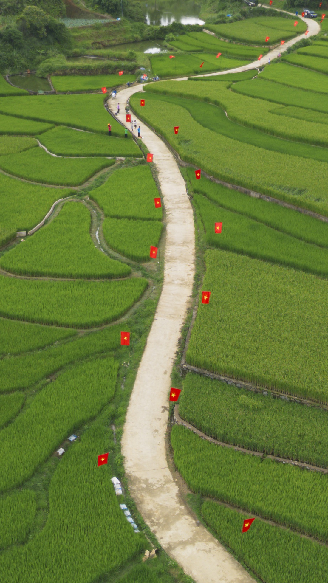 Đường cờ đỏ sao vàng rực rỡ giữa ruộng bậc thang Suối Lìn - Ảnh 4. ruộng bậc thang - Ảnh 5.