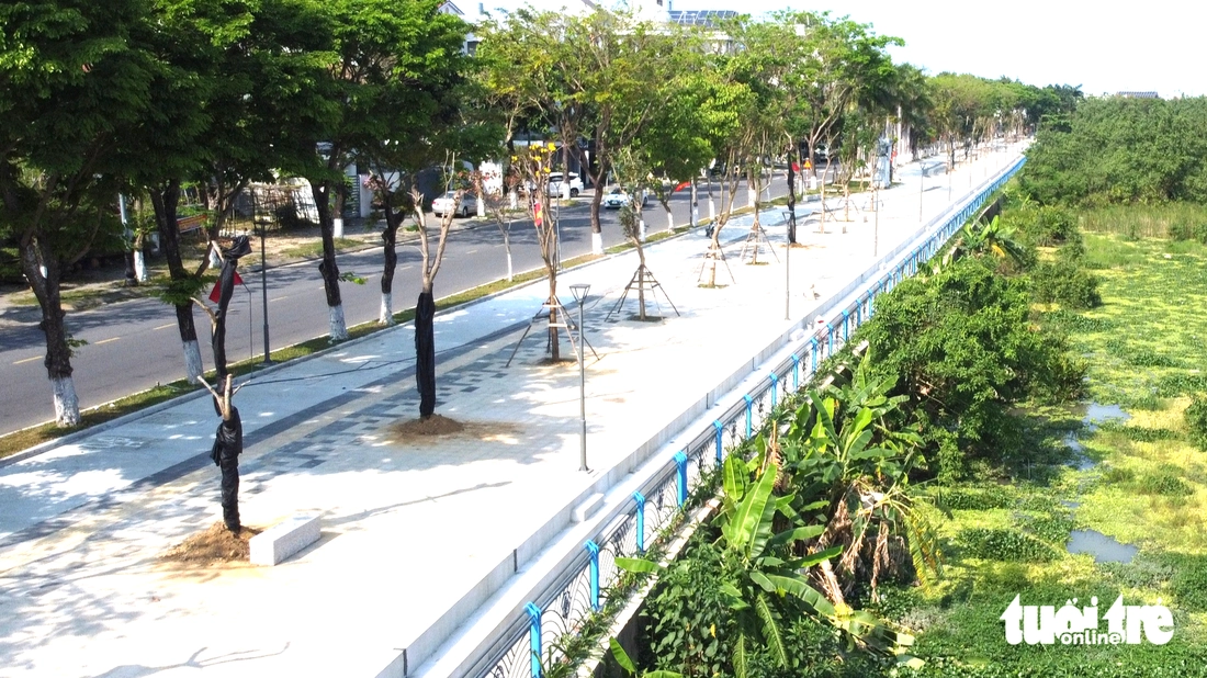 cây xanh - Ảnh 4.