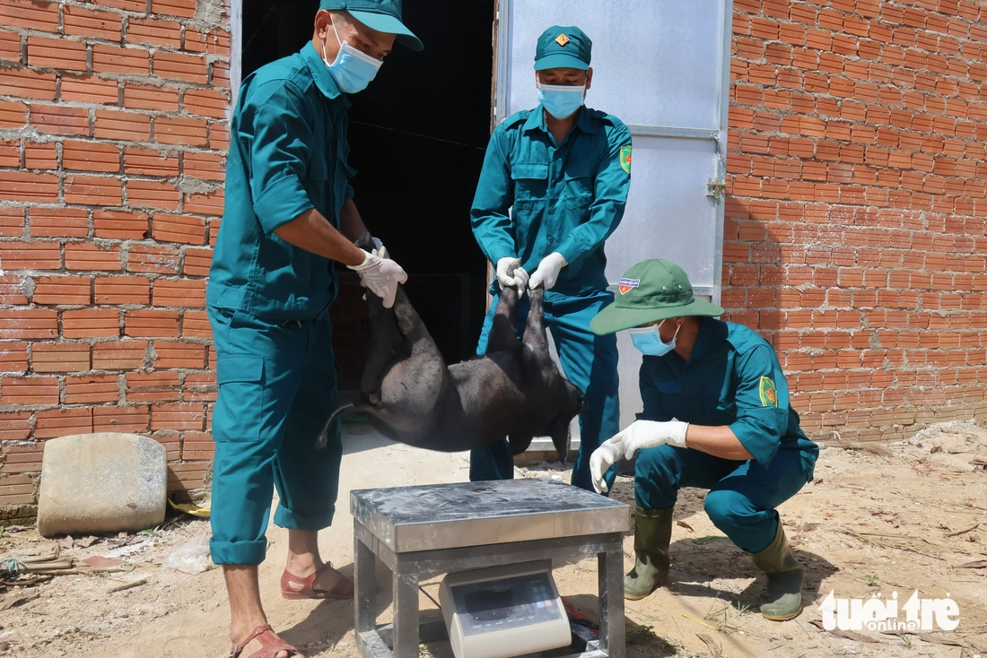 dịch tả châu Phi - Ảnh 2.
