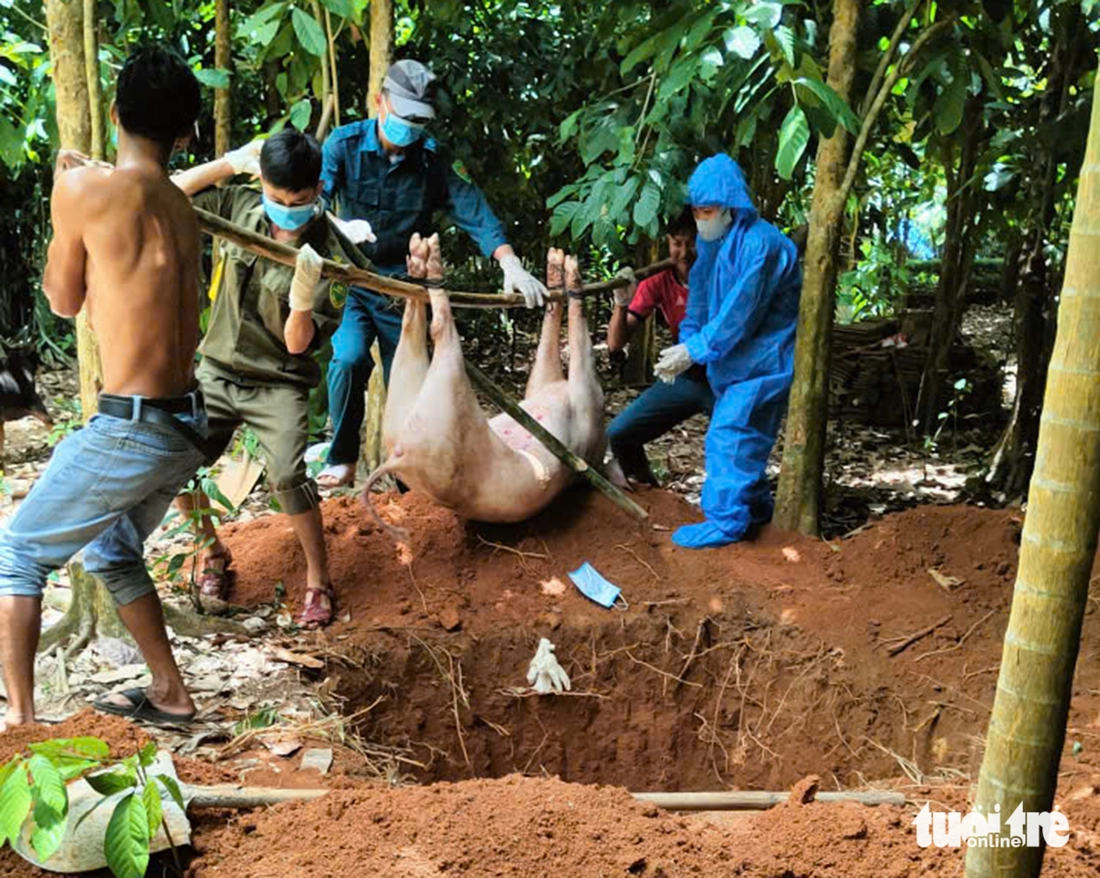 Theo chân đội xử lý heo bị dịch tả châu Phi - Ảnh 5.