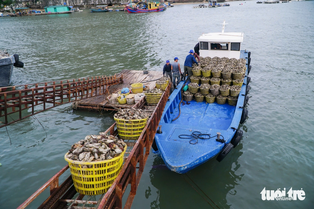 Đặc khu Vân Đồn tất bật trước bão Ragasa, lực lượng cứu hộ đã sẵn sàng - Ảnh 4.