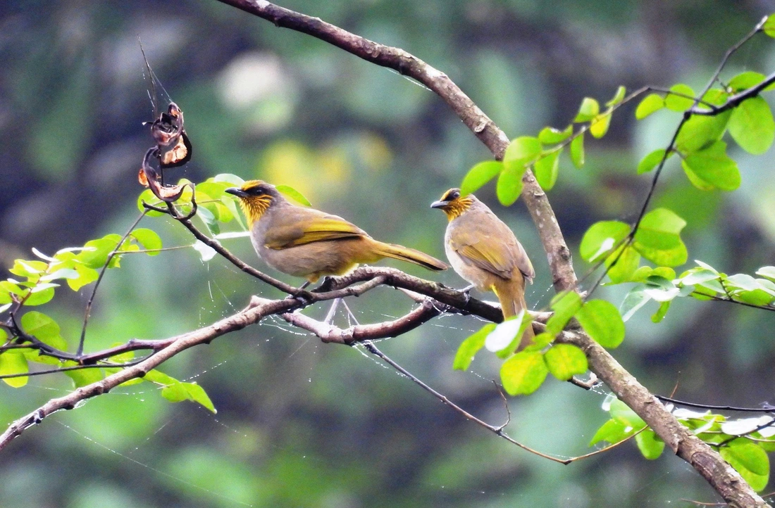 loài chim mới - Ảnh 4.