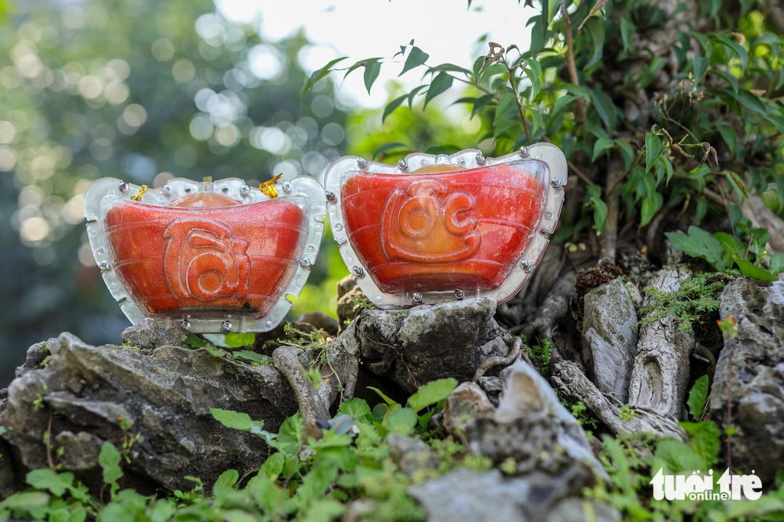 bưởi đỏ - Ảnh 2.