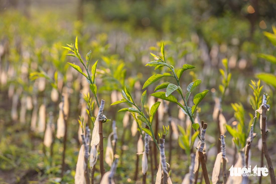 Bưởi đỏ 'thỏi vàng' sẵn sàng đón Tết 2026 - Ảnh 12.