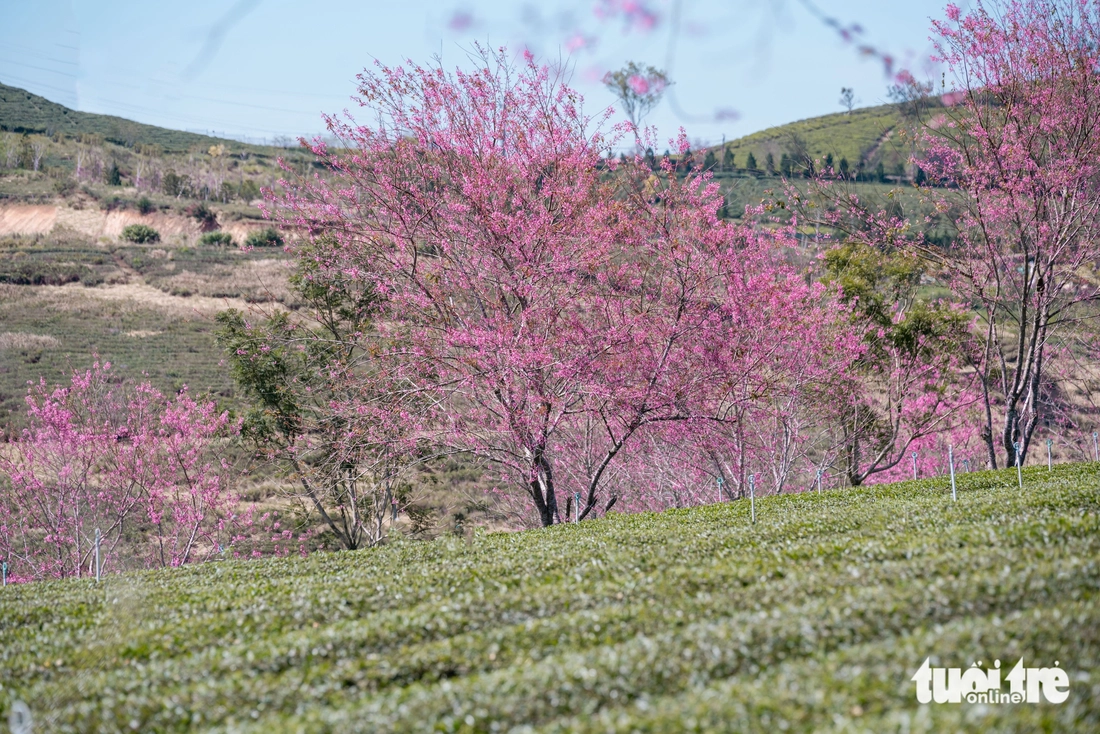 đà lạt - Ảnh 5.