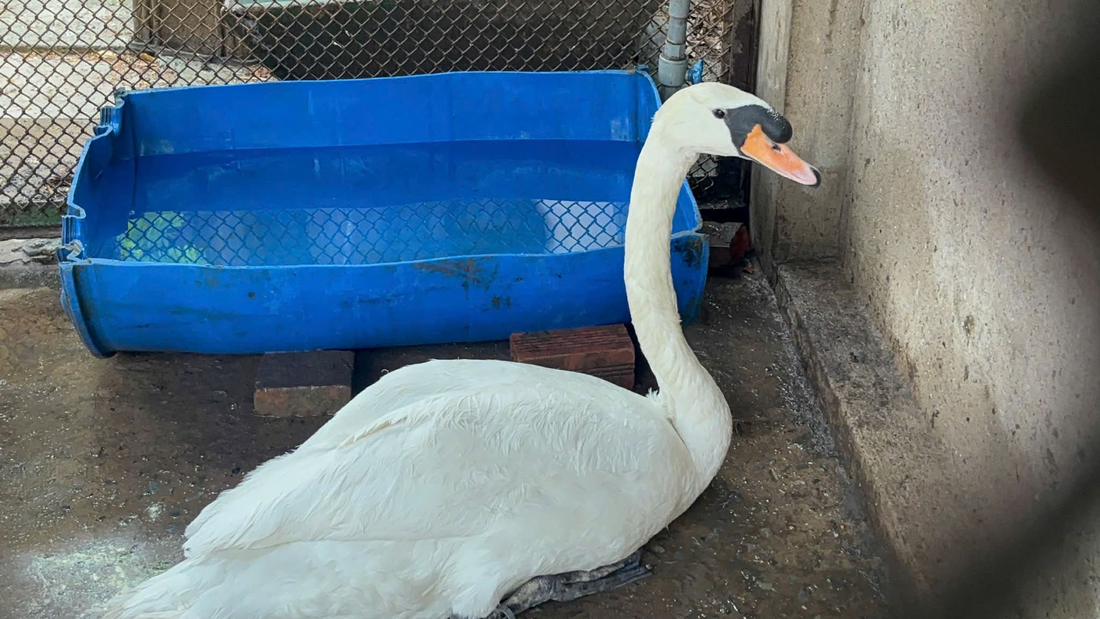 Trộm thiên nga của Thảo cầm viên rồi bán về Cần Thơ, bị bắt ở Tây Ninh - Ảnh 2.