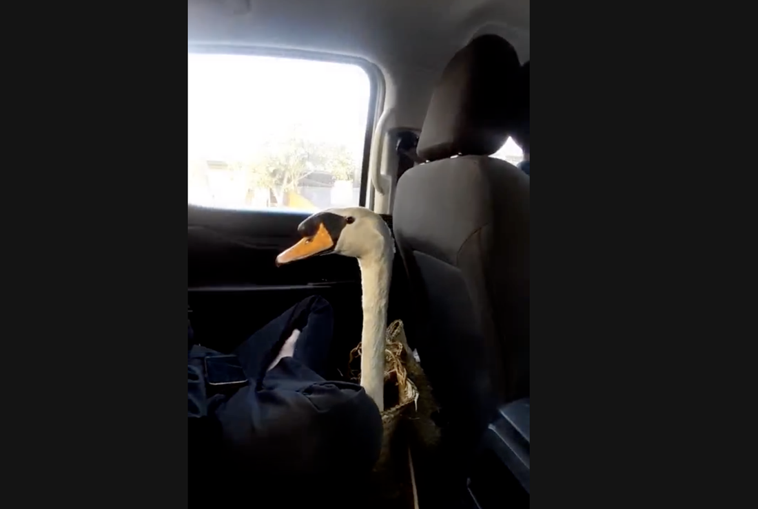 thiên nga - Ảnh 1.