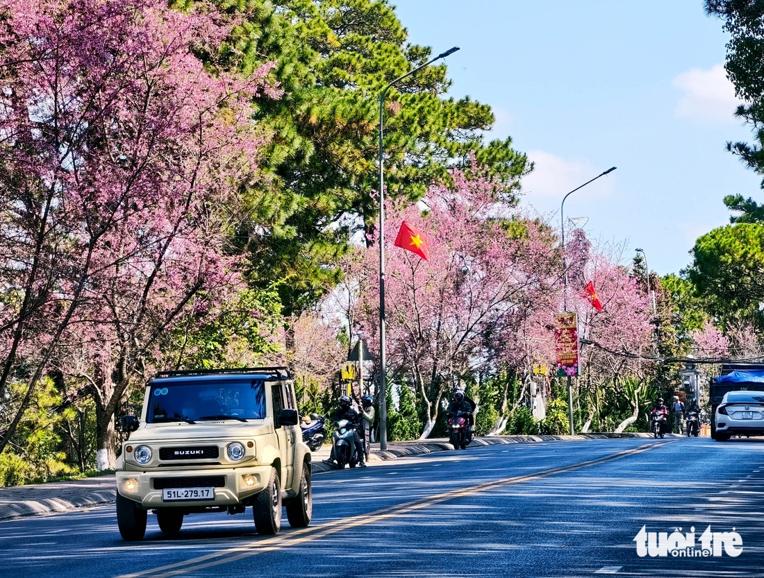 Mai anh đào Đà Lạt đã nở rộ, du khách về phố núi 'sống chậm' - Ảnh 2.