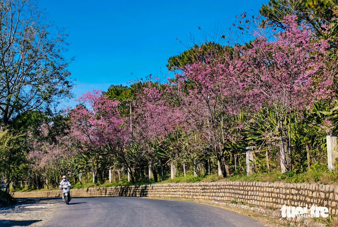 Mai anh đào Đà Lạt đã nở rộ, du khách về phố núi 'sống chậm' - Ảnh 4.