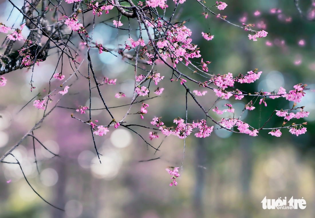 Mai anh đào Đà Lạt đã nở rộ, du khách về phố núi 'sống chậm' - Ảnh 6.