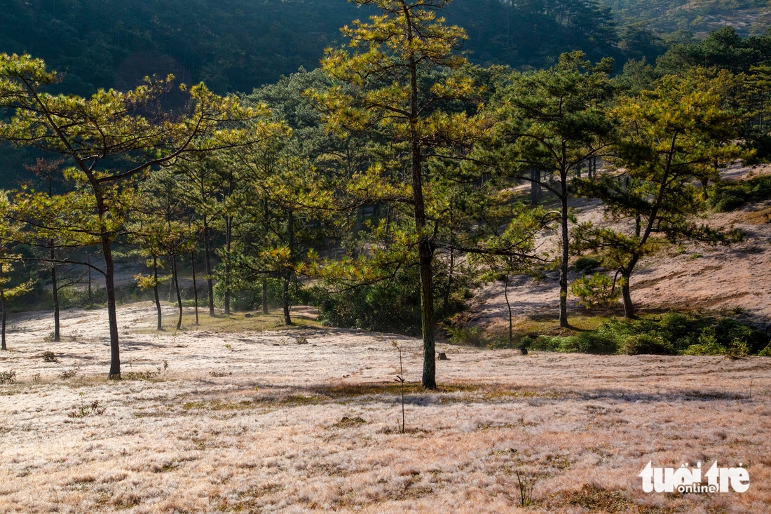 Đà Lạt mùa này đẹp đến lạ, cỏ tuyết ‘hẹn hò' với mai anh đào - Ảnh 5.