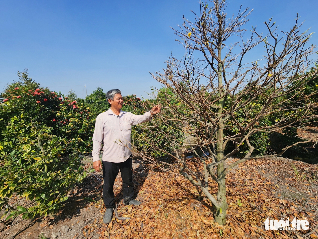 Làng mai vàng Bình Lợi ở TP.HCM tất bật chuẩn bị Tết Bính Ngọ - Ảnh 5.