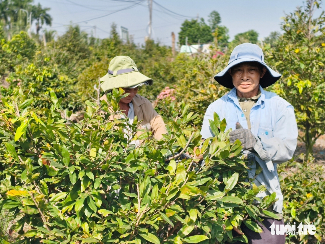 mai vàng - Ảnh 7.