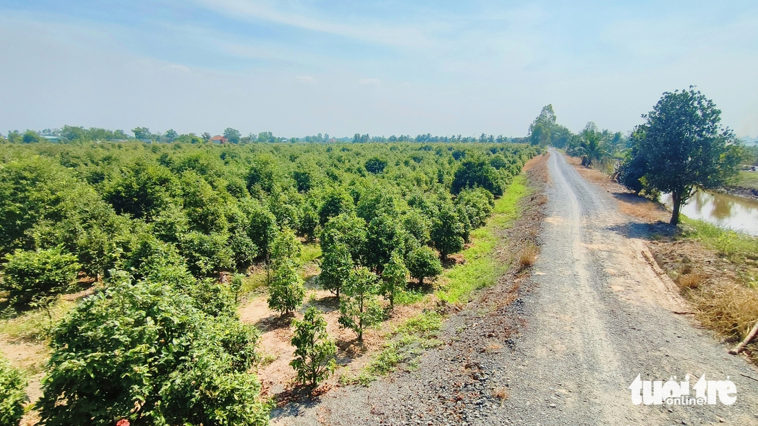 Làng mai vàng Bình Lợi ở TP.HCM tất bật chuẩn bị Tết Bính Ngọ - Ảnh 8.