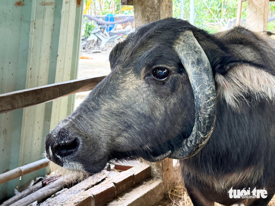 con trâu - Ảnh 4.