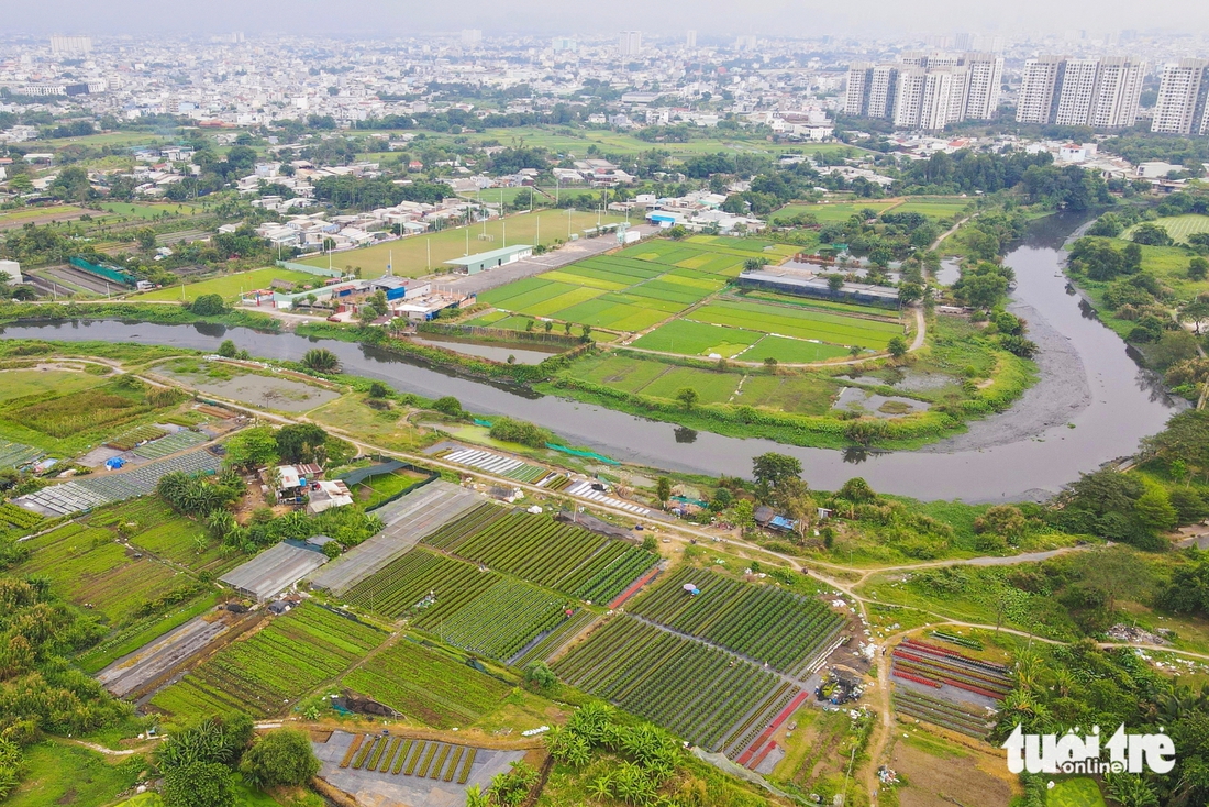 Hoa Tết - Ảnh 3.