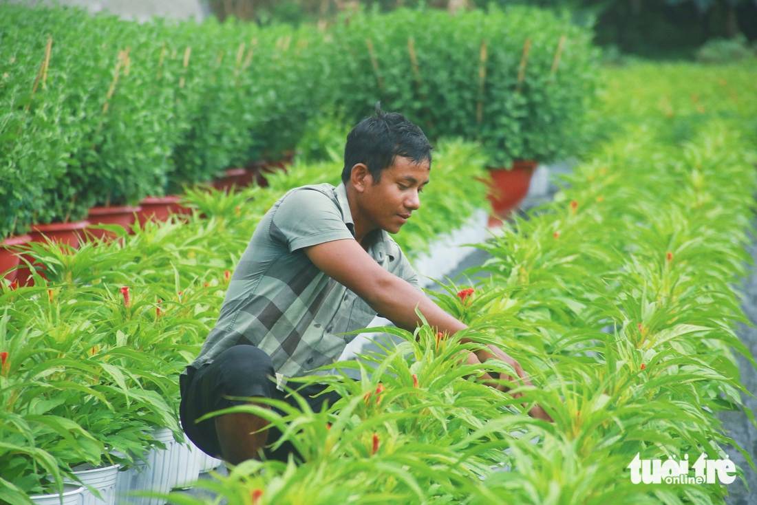 Nhà vườn làng hoa Thới An TP.HCM rộn ràng vụ hoa Tết Bính Ngọ - Ảnh 10.