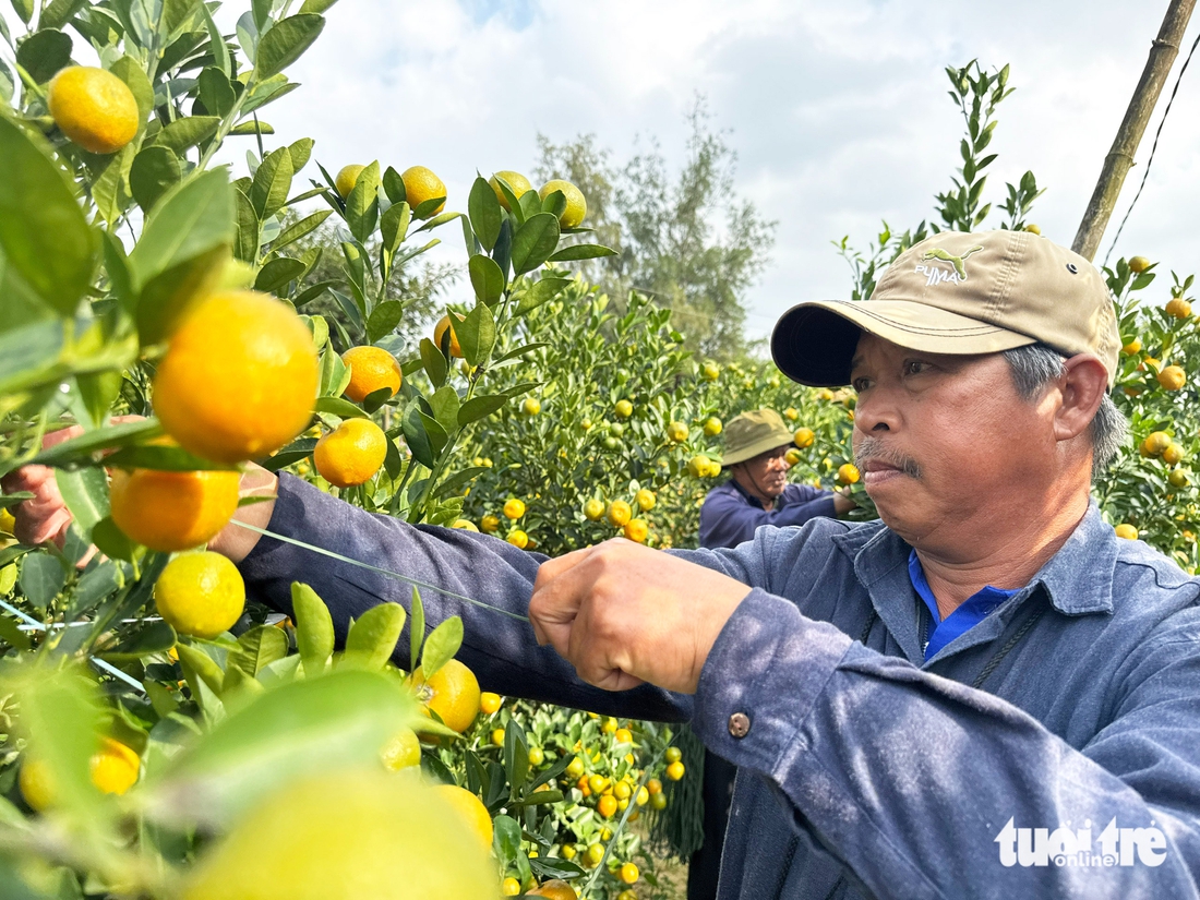 quất cảnh - Ảnh 2.