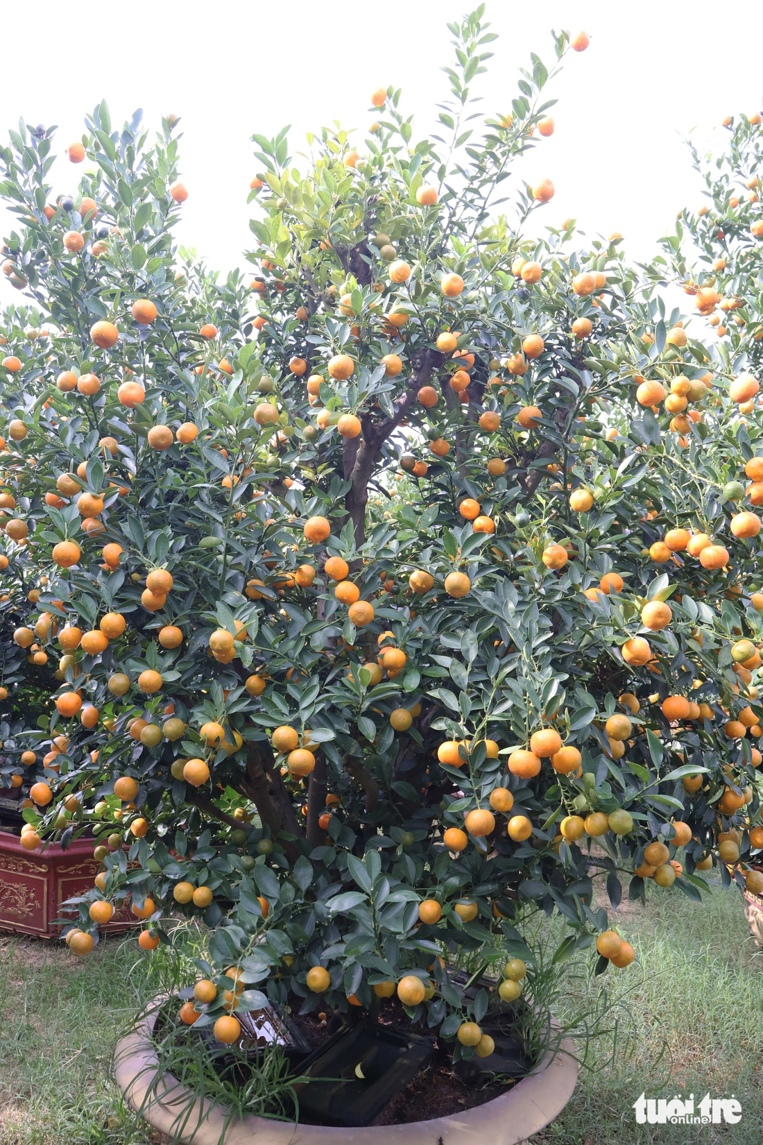 quất cảnh - Ảnh 3.