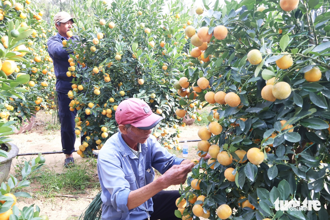 quất cảnh - Ảnh 4.