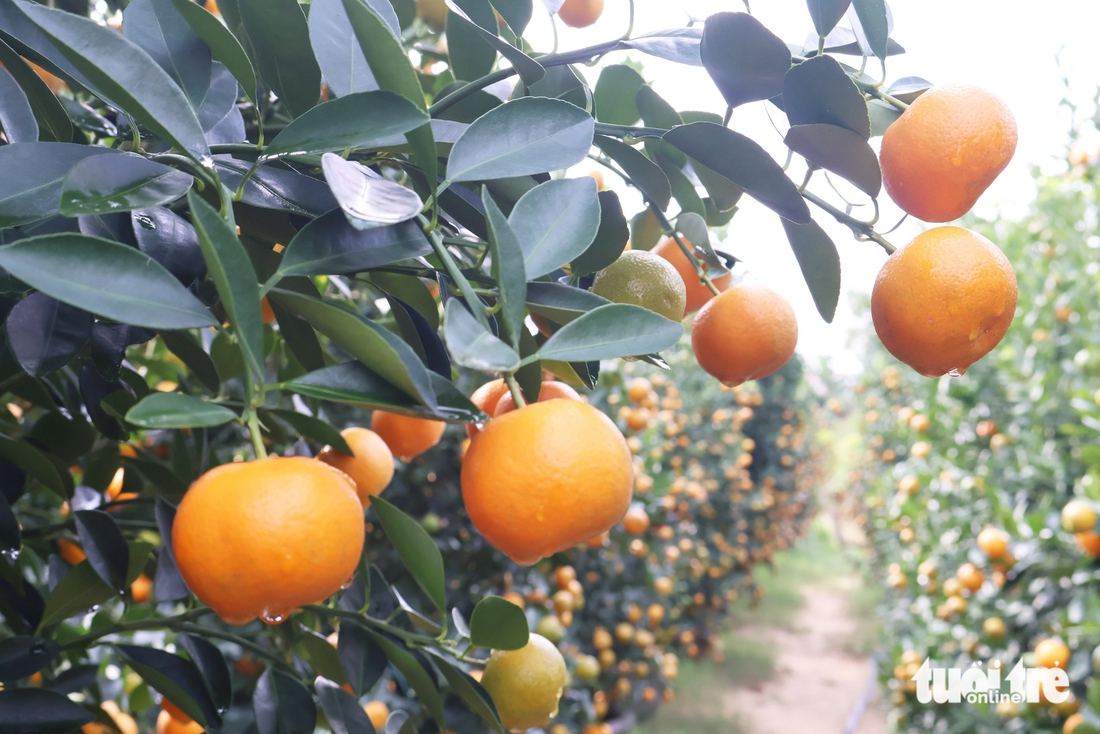 quất cảnh - Ảnh 5.