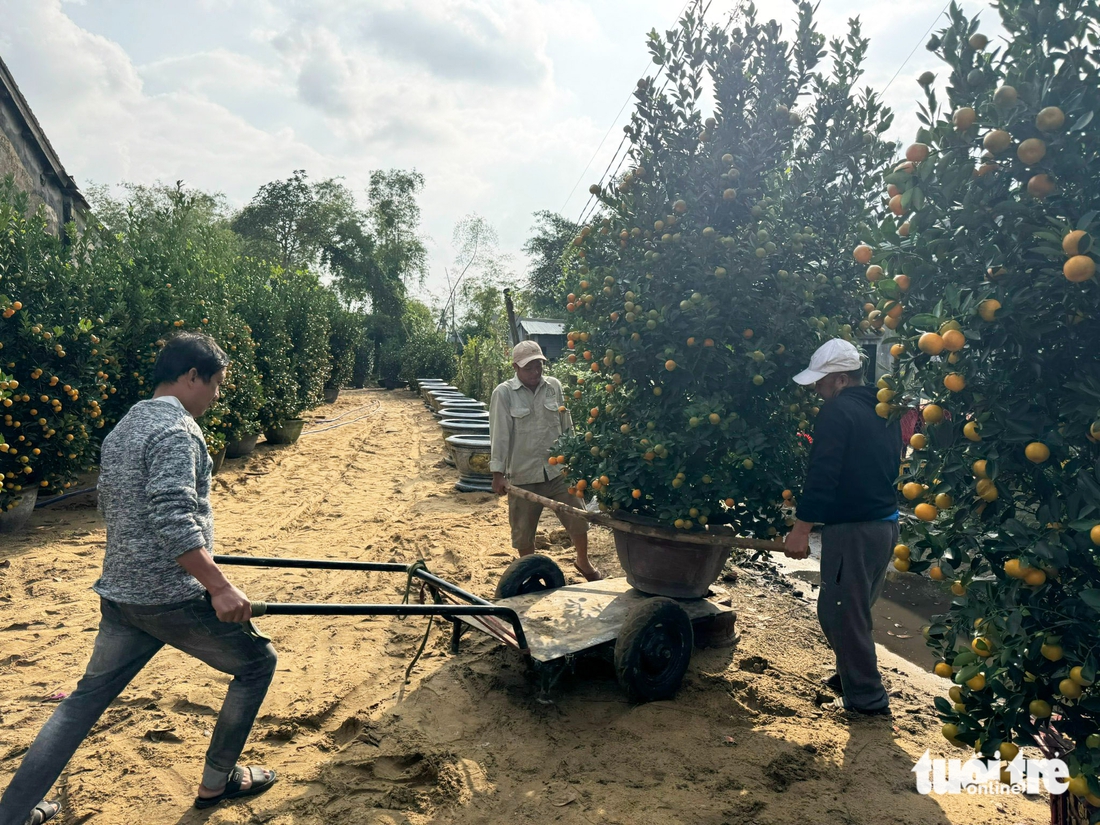 quất cảnh - Ảnh 9.