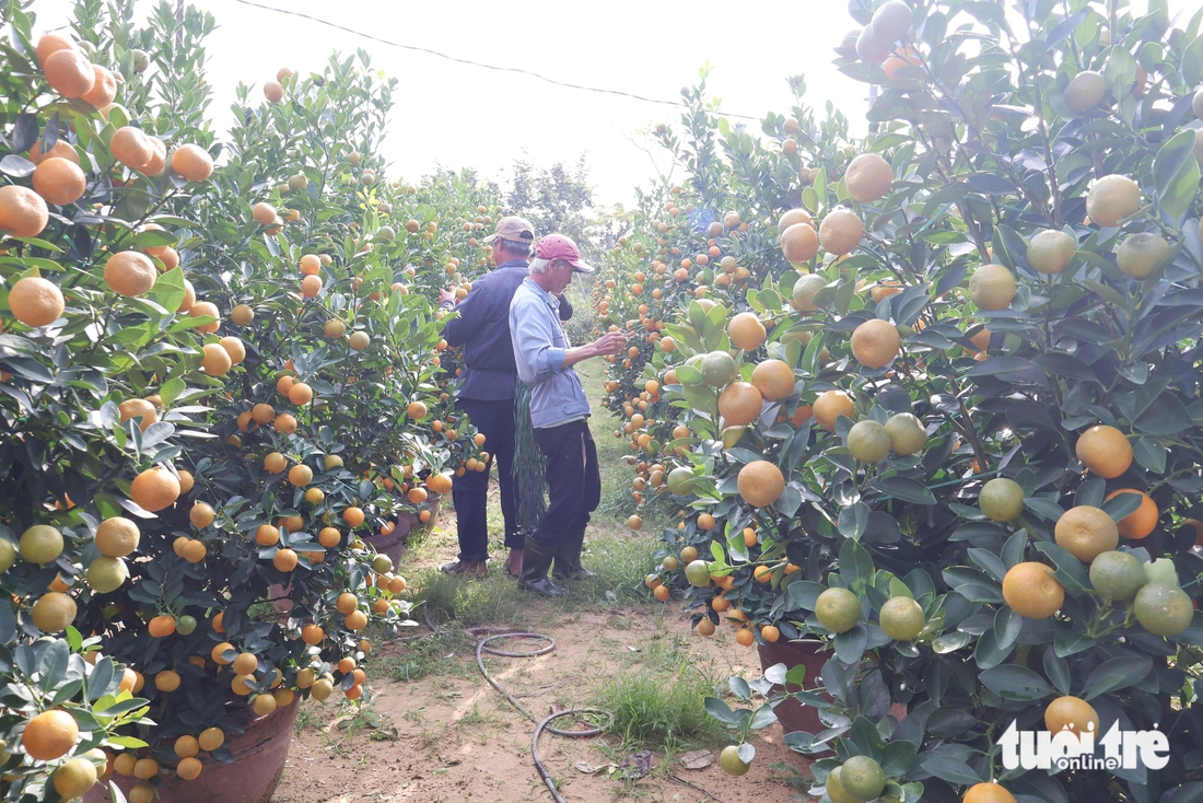 quất cảnh - Ảnh 10.