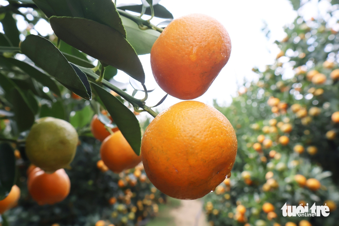 quất cảnh - Ảnh 11.