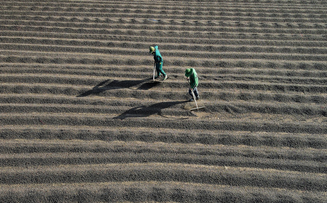 cà phê - Ảnh 7.