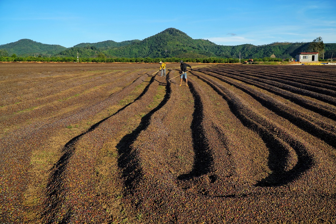 cà phê - Ảnh 10.