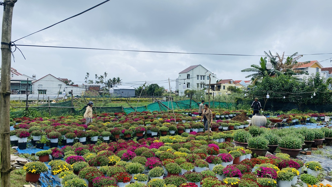 hoa Tết - Ảnh 4.