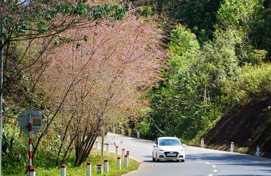 măng đen - Ảnh 12.