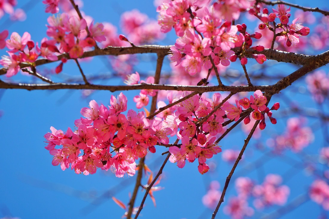 măng đen - Ảnh 8.