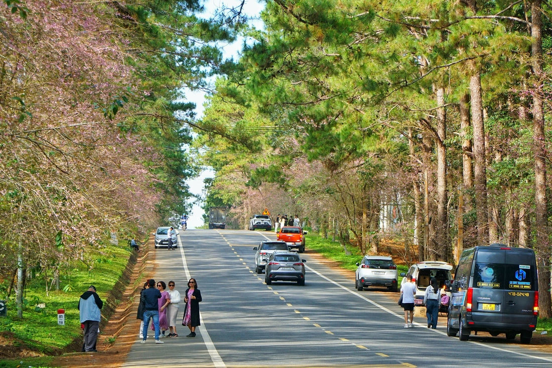 măng đen - Ảnh 7.