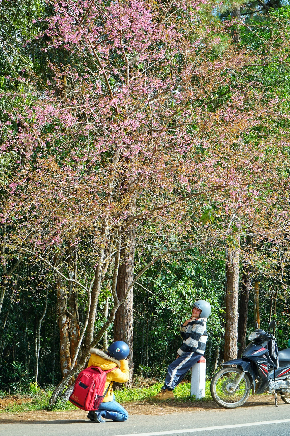 măng đen - Ảnh 4.