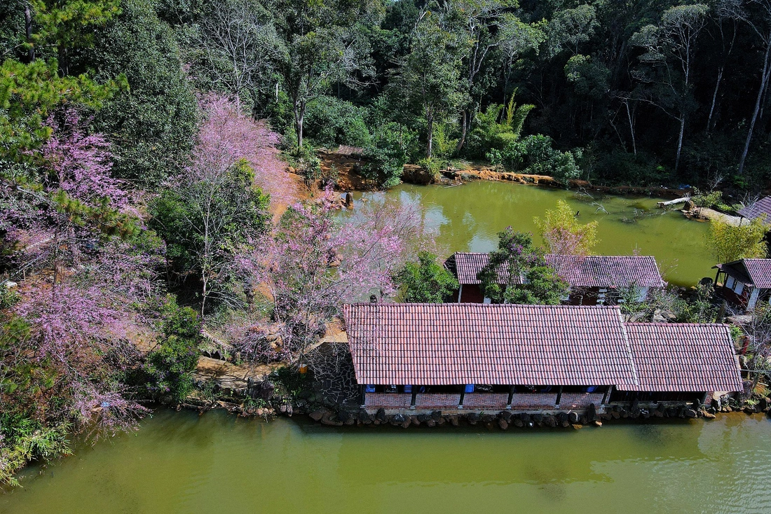 măng đen - Ảnh 5.