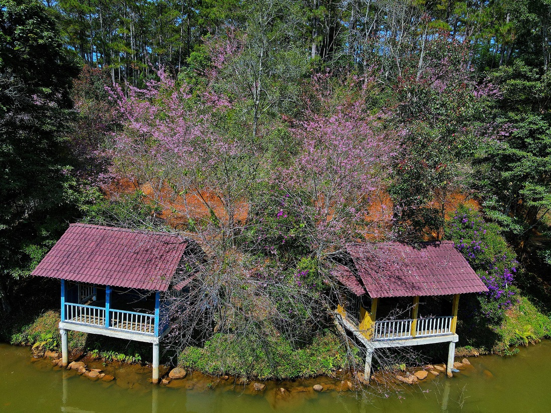 măng đen - Ảnh 6.