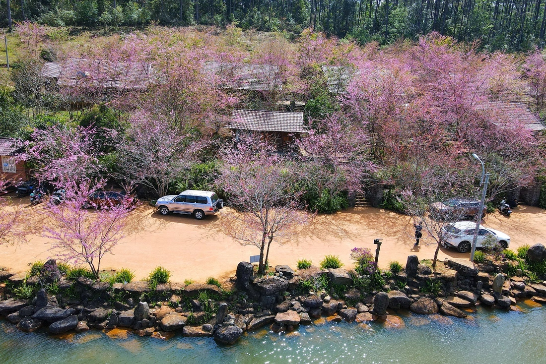 Mai anh đào nhuộm hồng Măng Đen trước thềm Tết Nguyên đán - Ảnh 3.