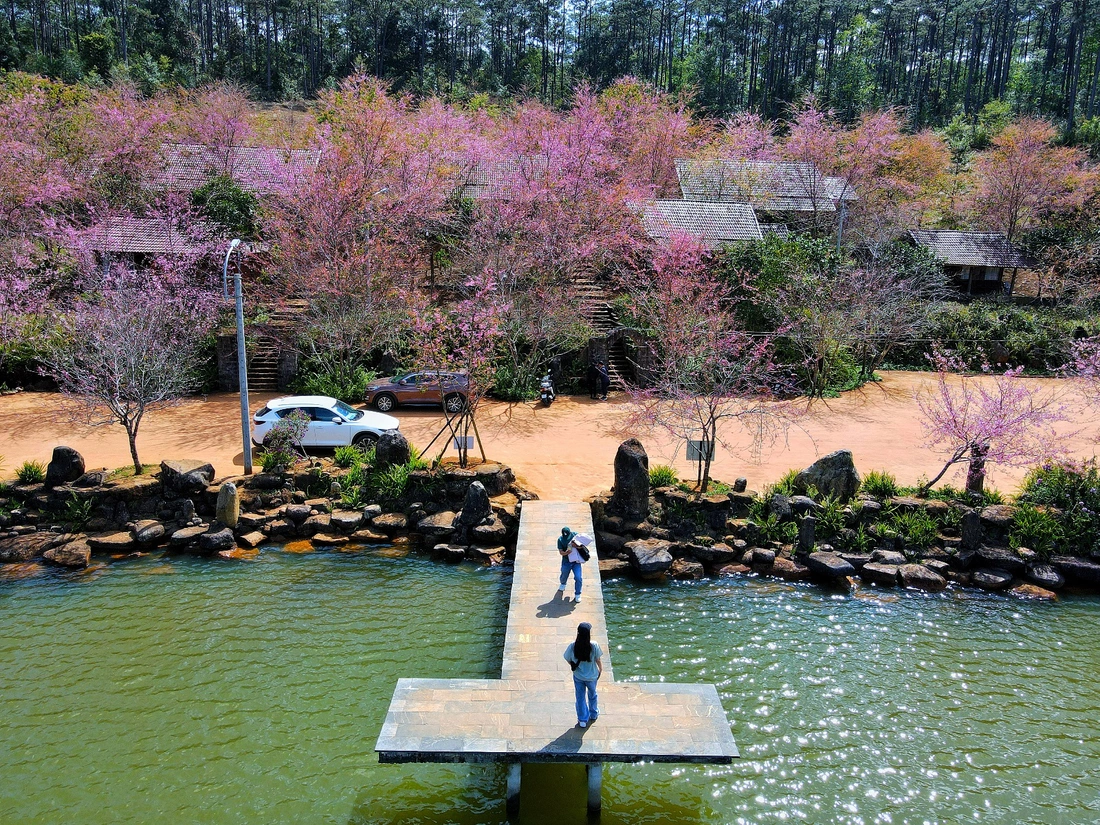 Mai anh đào nhuộm hồng Măng Đen trước thềm Tết Nguyên đán - Ảnh 1.