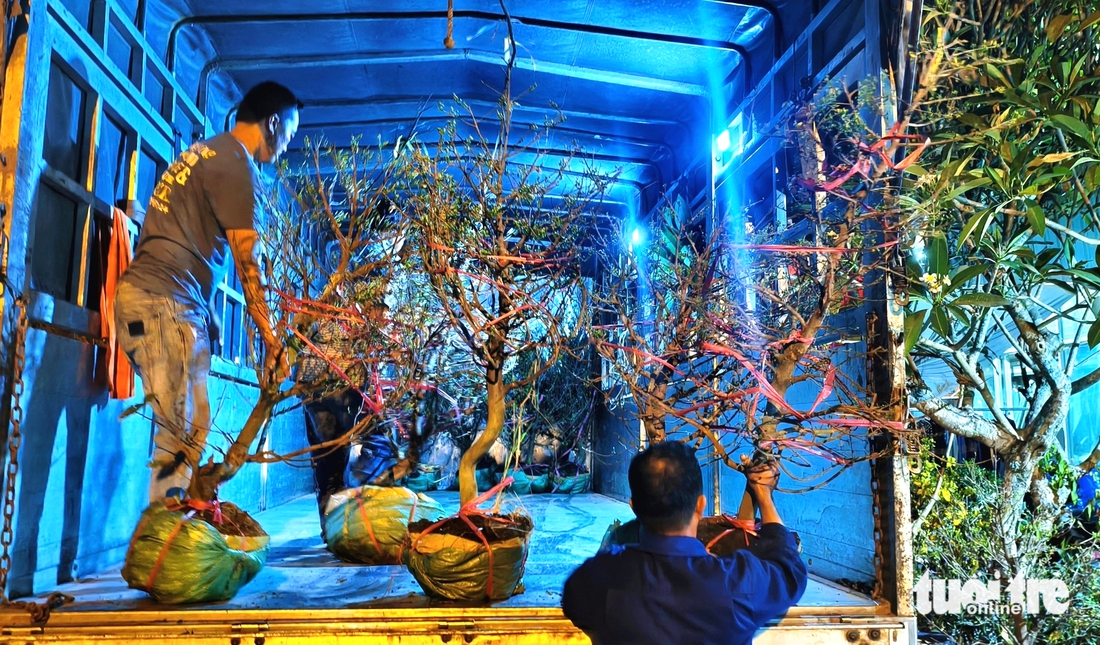 mai vàng - Ảnh 11.