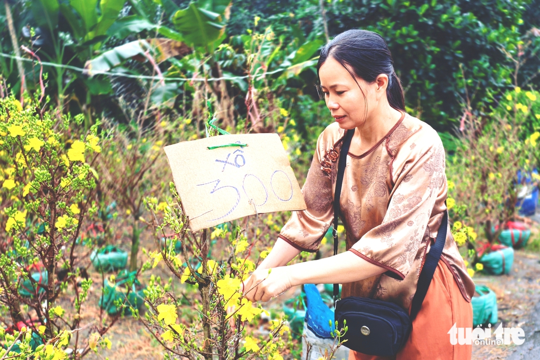 mai vàng - Ảnh 2.