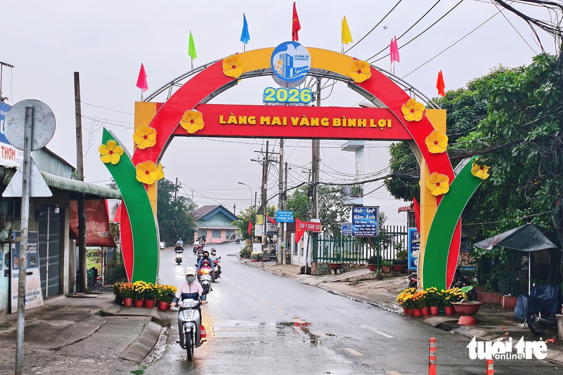 mai vàng - Ảnh 3.