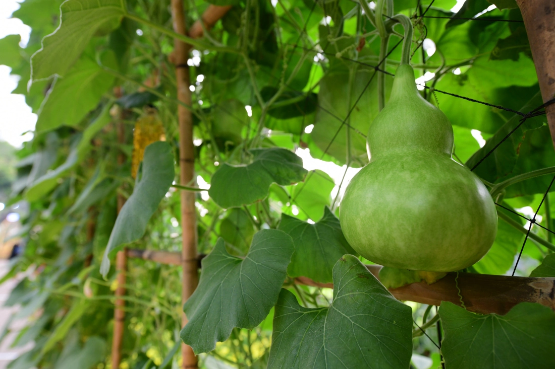 Hội hoa xuân Phú Mỹ Hưng  - Ảnh 13.