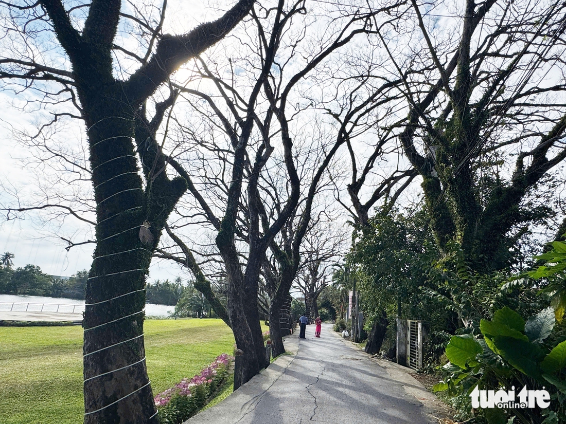 sưa cổ thụ - Ảnh 2.