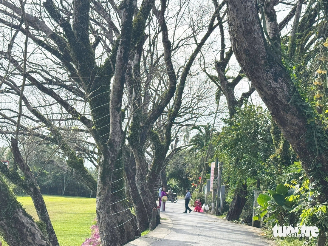 Vẻ đẹp của vườn sưa vàng cổ thụ mùa trụi lá bên sông Tam Kỳ ngày cận Tết - Ảnh 7.