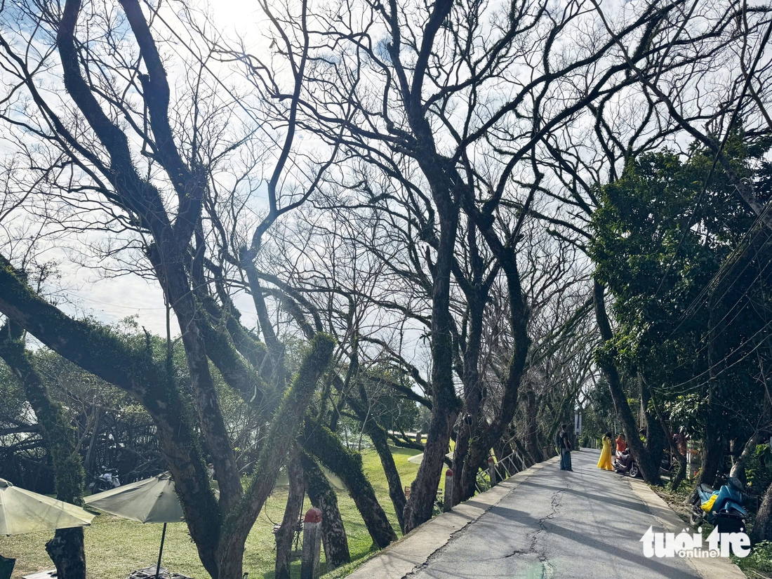 sưa cổ thụ - Ảnh 8.