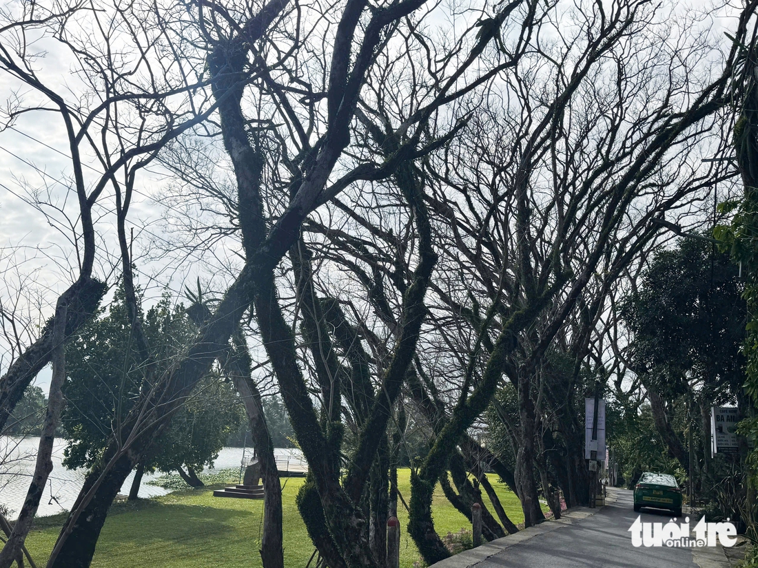 sưa cổ thụ - Ảnh 9.