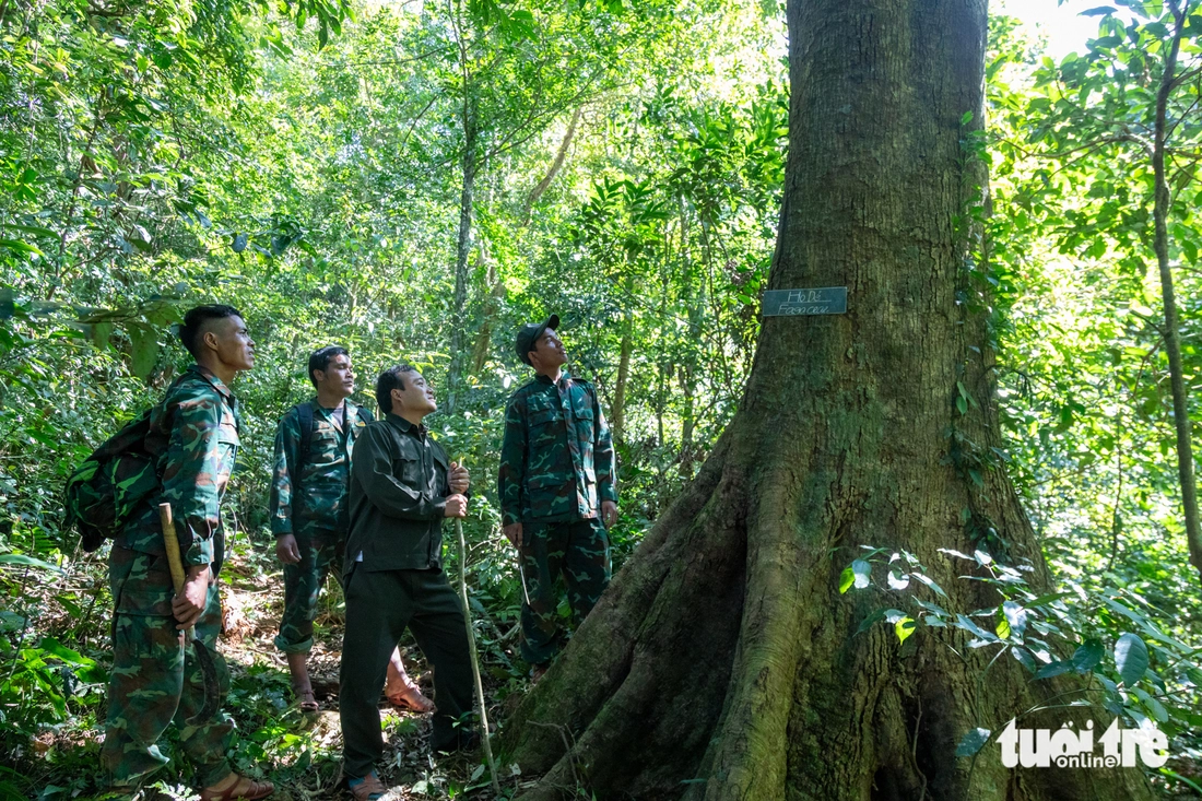 bảo vệ rừng - Ảnh 1.