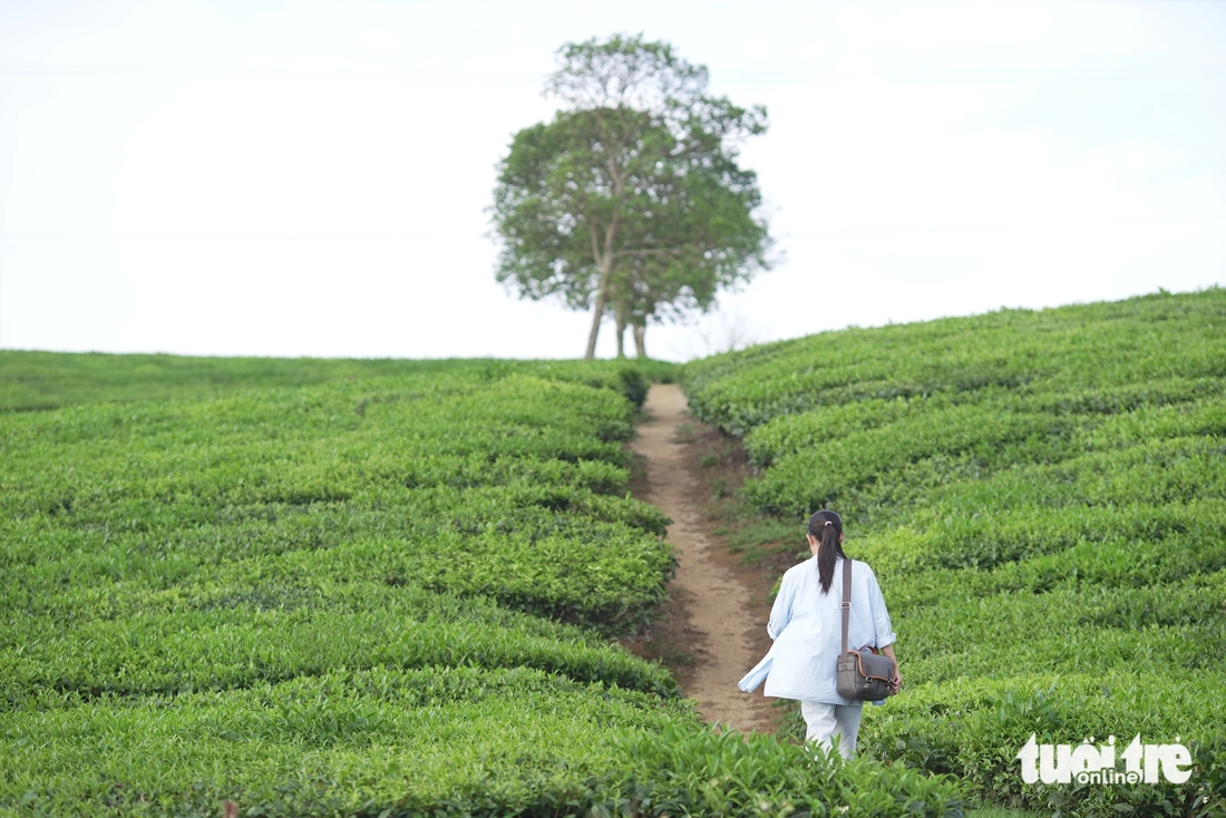 Mộc Châu - Ảnh 4.