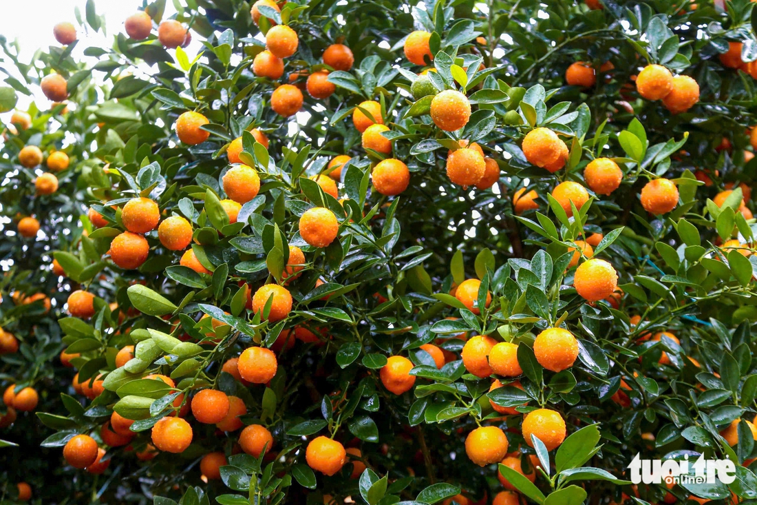 Đà Nẵng - Ảnh 5.